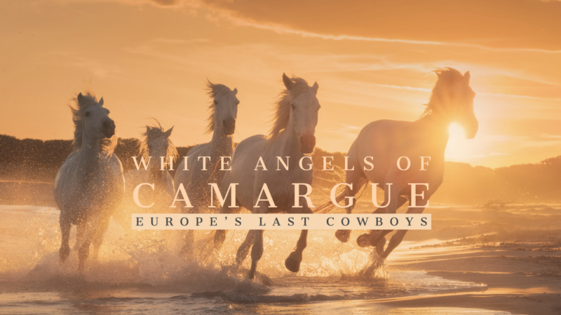 White Angels Of Camargue